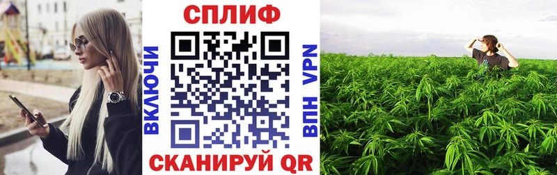 Канабис сатива Брюховецкая